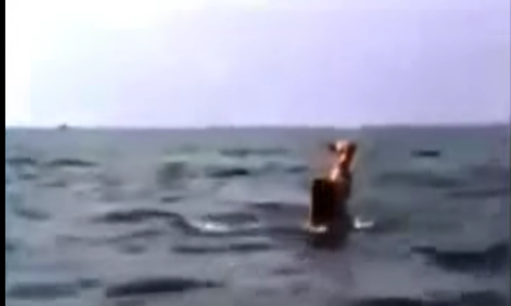 شاهد بالفيديو.. دولفين يحمل كلبا على ظهره وينقذه من الغرق