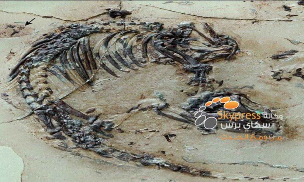 العلماء يكتشفون بقايا أحفورية لحيوان تعود إلى 127 مليون عام في إسبانيا