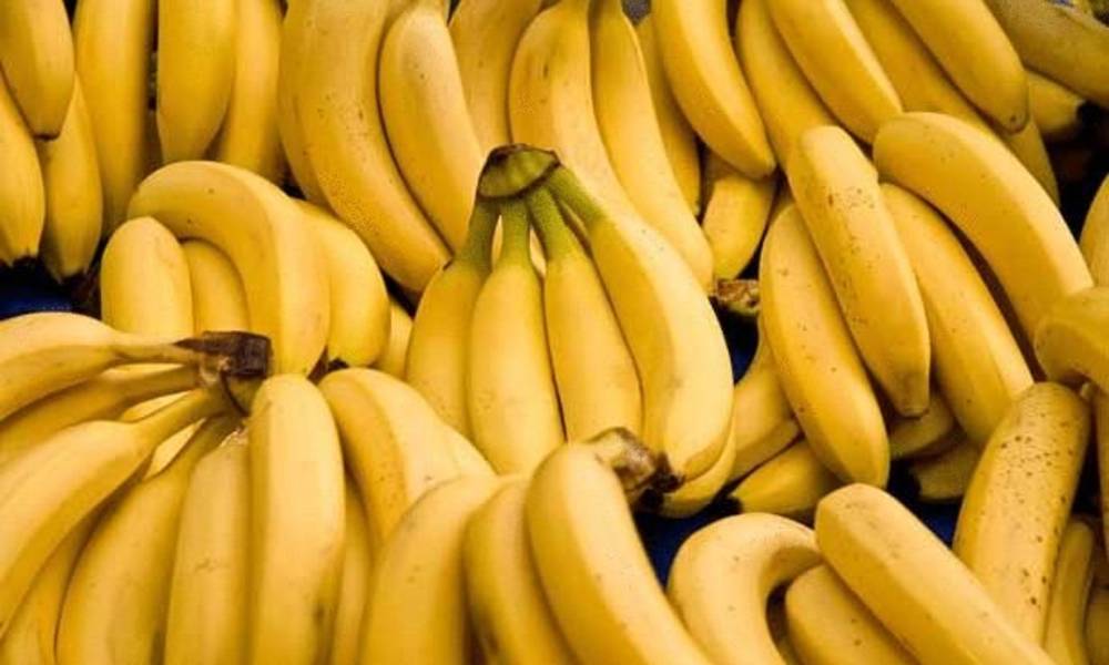 علماء يحذرون من انقراض الموز