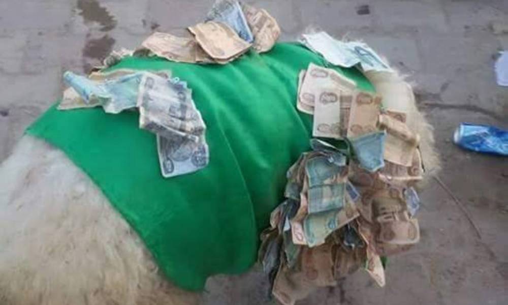 بالصورة.. عراقيون يحولون "خروفا" الى مزار للتبرك