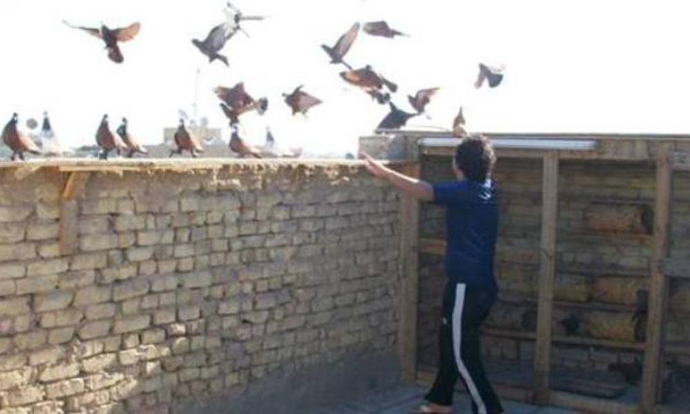بالوثيقة.. ضابط استخبارات يكشف عن وجود ابراج للطيور في مكتب المفتش العام لوزارة الصحة
