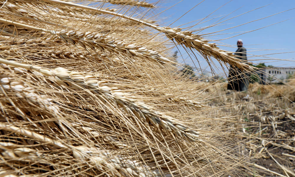 العراق يسعى لشراء 50 الف طن من القمح