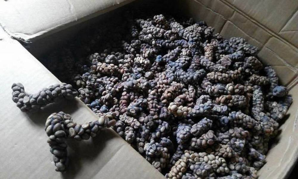حيوان الزباد قهوة