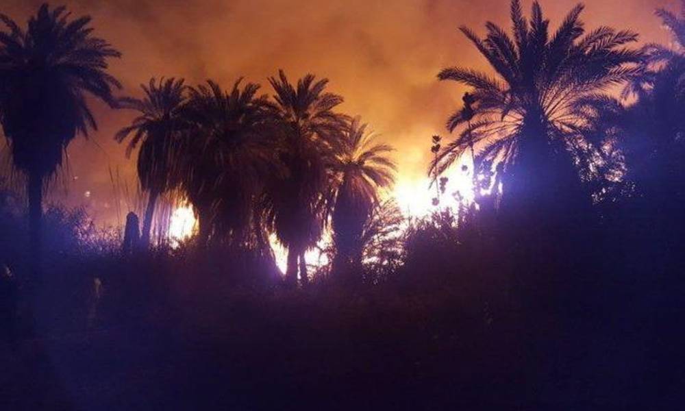 بالصور .. حريق في "تبوك" بالسعودية يلتهم "النخيل"