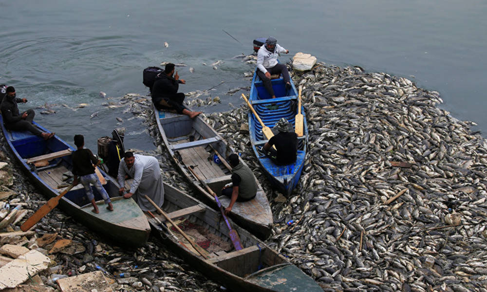 تخثر الغلاصم وانتهاء هذه الأزمة التي قضت على الثروة السمكية حسب وزارة الزراعة اليوم