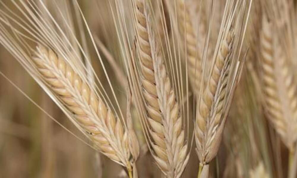 العراق يكتفي ذاتياً من القمح ويصدر الشعير في سابقة هي الأولى من نوعها