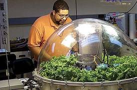 ناسا: رواد الفضاء يتناولون أول نبات تم زراعته في الفضاء