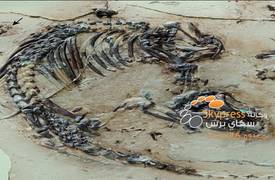 العلماء يكتشفون بقايا أحفورية لحيوان تعود إلى 127 مليون عام في إسبانيا