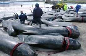 اليابان تستأنف صيد الحيتان في المحيط المتجمد الجنوبي