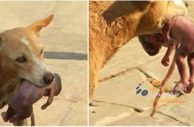 شاهد بالصور... كلب ينقذ طفلة "لقيطة" من موت محدق!!