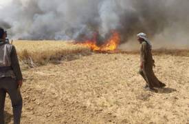 بالصور .. على طريقة "العدسات" .. يتم حرق محاصيل الحنطة بــ العراق ..!