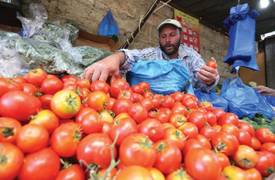 منع استيرادها مستمر .. الطماطم العراقية تسجل اعلى معدل انتاج منذ عام 2003