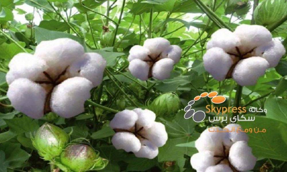 القطن يساعد على علاج الزهايمر