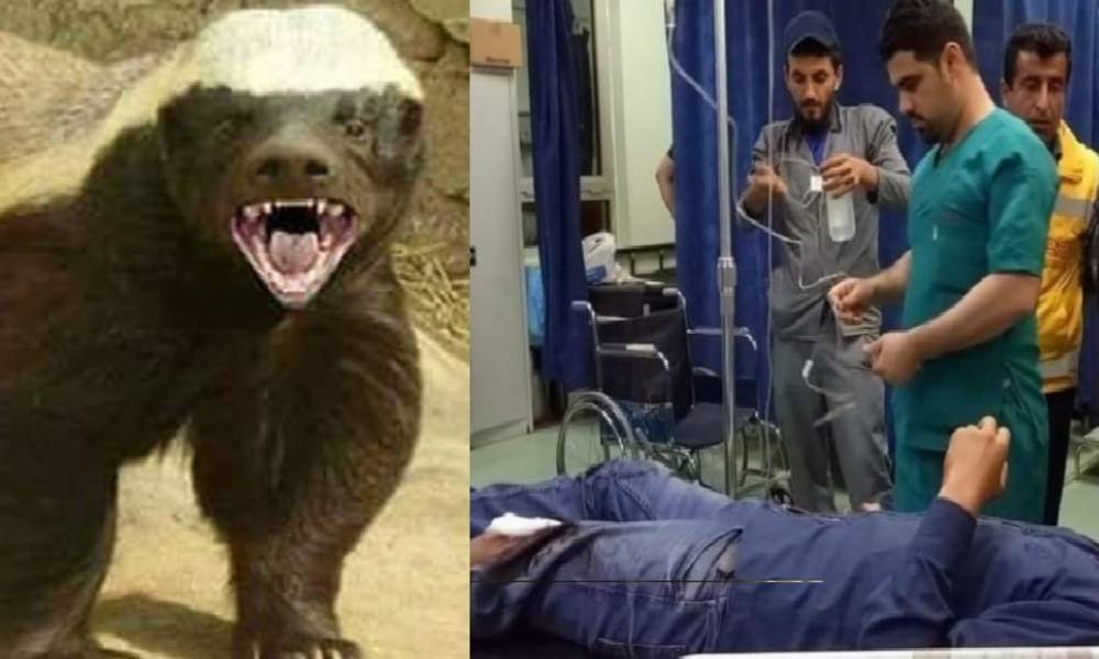 بالصور.."حيوان الشيبة" يغزو مدينة الفلوجة والاهالي يستغيثون: يا رئيس الوزراء انقذنا
