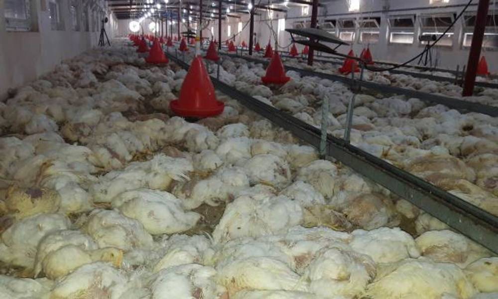يوجد "فيروس" متوطن بــ العراق منذ عشرات السنين .. الحكومة تصرح بخصوص "هلاك" عشرات الآلاف من الدجاج .. !