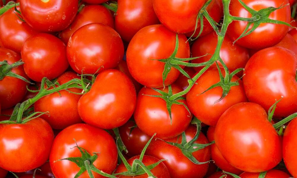 الزراعة ..تصدير 250 طناً من الطماطم إلى السعودية