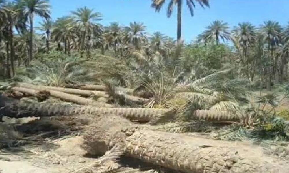 بسبب التجريف.. محافظة ديالى تفقد الاف الدونم من بساتينها