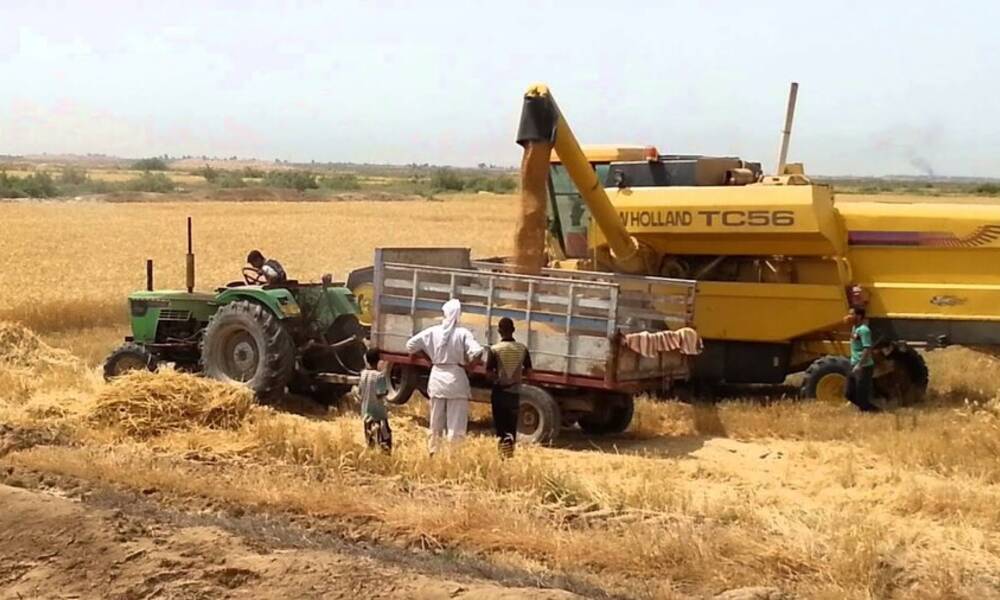 وزارة الزراعة ..استطعنا زراعة  8 ملايين دونم وإنتاج 4 ملايين طن من الحنطة في 2023