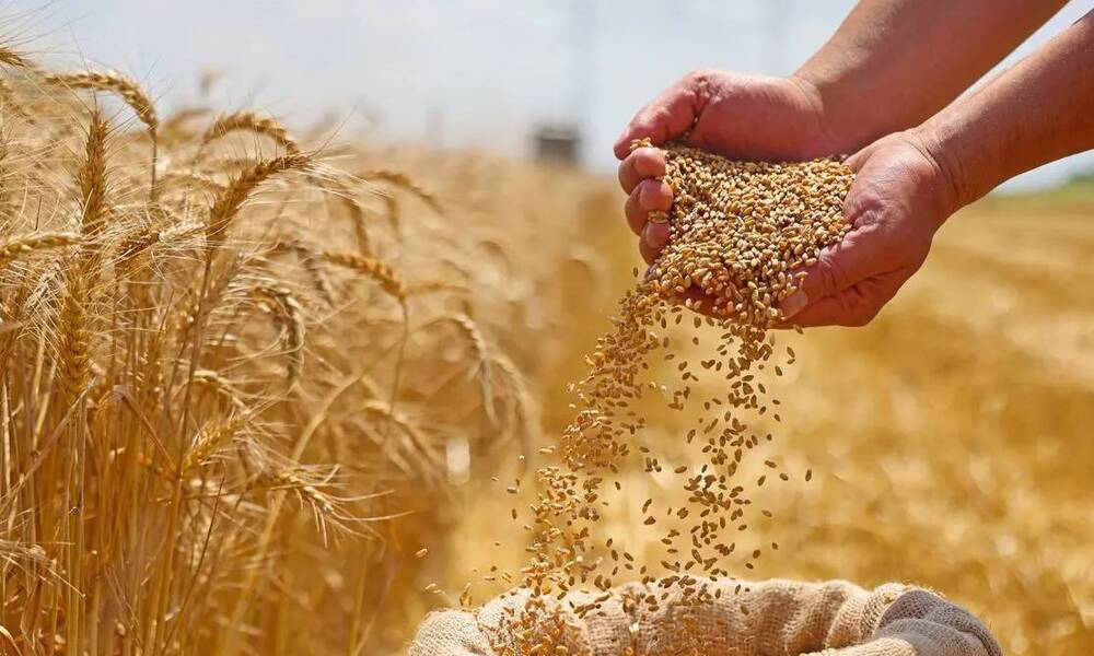 العراق يحقق وفرة من محصول القمح.. والحكومة تدفع ثمناً باهضاً