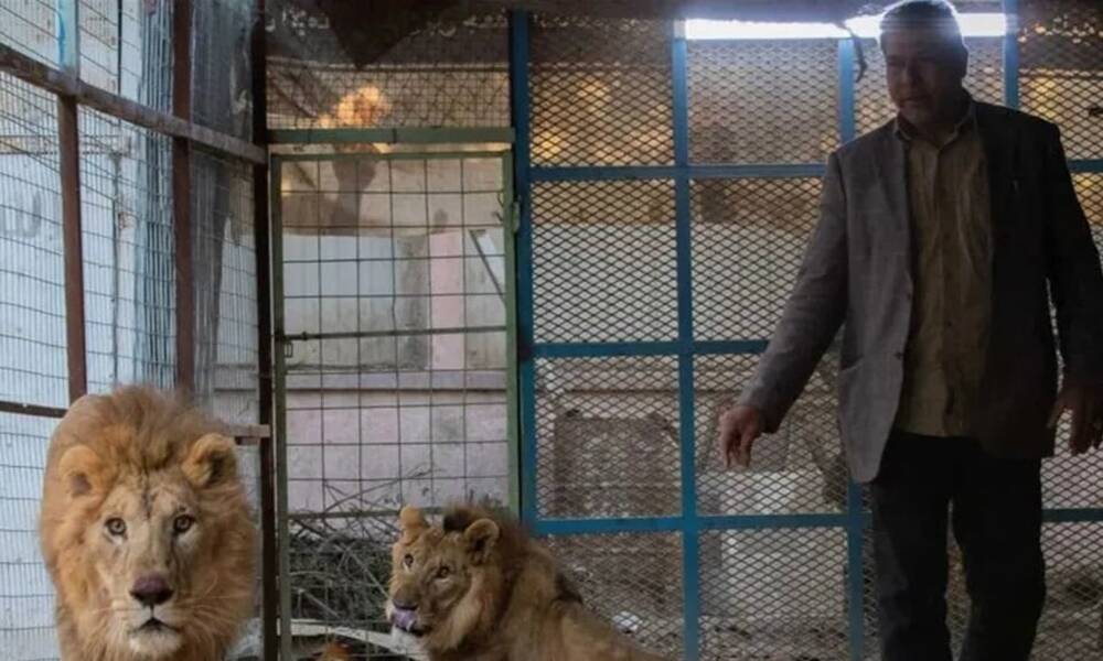رغم القوانين المجرَمة.. 200 عائلة عراقية تربي الأسود في منازلها