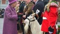 التيس الملكي "شنكن" يشارك في تنصيب الملك تشارلز وسيشارك في جنازة الملكة اليزابيث