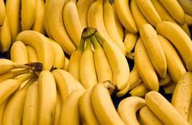 علماء يحذرون من انقراض الموز