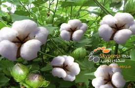 القطن يساعد على علاج الزهايمر