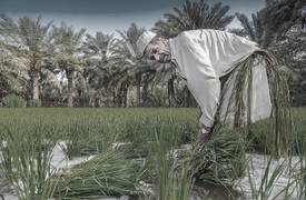"فشل" الزراعة في العراق لسنوات .. في حين تحقق ايران 3 مليار وتركيا 2 مليار دولار سنويا عن طريق تصدير منتجاتهم الزراعية لــ "العراق" !!