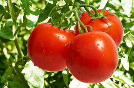 اقليم كوردستان يحظر استيراد الطماطم
