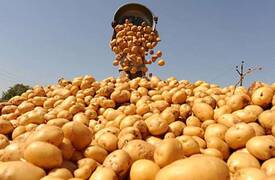 إيران تستأنف تصدير محصول  البطاطا إلى العراق