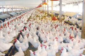في 4 محافظات ..اعدام الاف الطيور الداجنة اثر تفشي وباء فيروسي