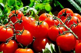 وزارة الزراعة تسمح باستيراد الطماطم بعد ارتفاعها بالاسواق المحلية