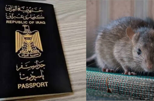 فأر يتسبب بتوقف إصدار جوازات السفر في أربيل!