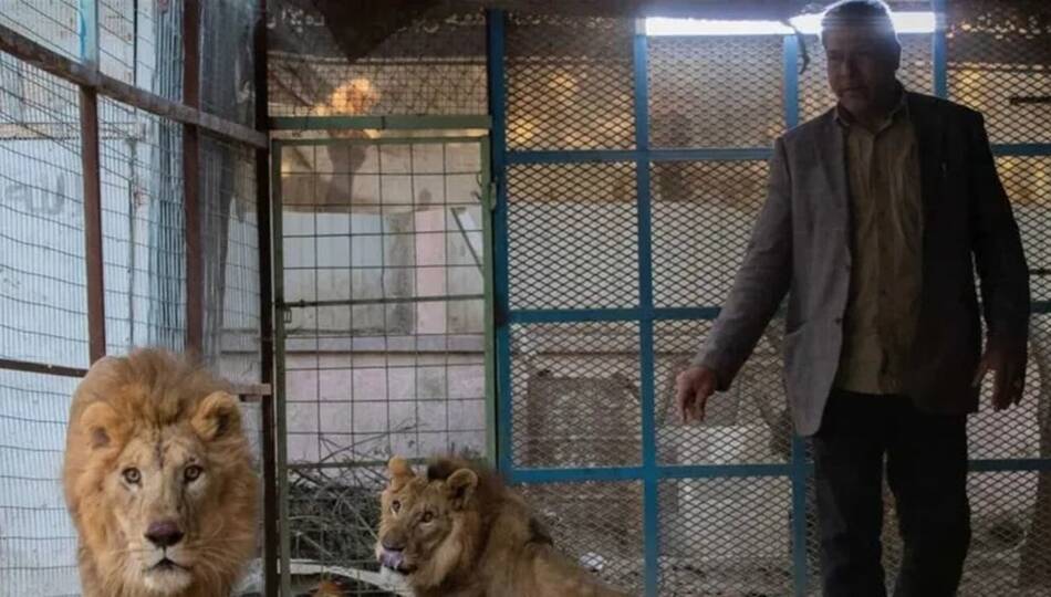رغم القوانين المجرَمة.. 200 عائلة عراقية تربي الأسود في منازلها